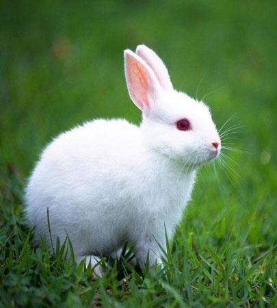 獭兔 獭兔价格多少钱一斤
